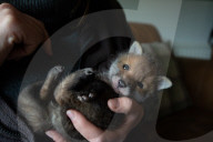 FEATURE - SN_FOX_DOG_01