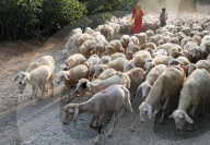 FEATURE - SN_SHEPPARDS_FLOCK_01