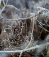 Frosty Weather in Letchworth, UK.