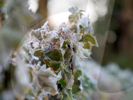 Frosty Weather hits UK