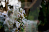 Frosty Weather hits UK