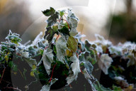 Frosty Weather hits UK
