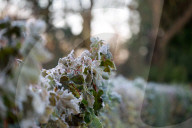 Frosty Weather hits UK