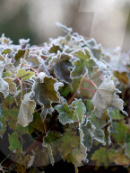 Frosty Weather hits UK