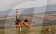 FEATURE - Eine Giraffe rettet sich, indem sie ein ganzes Löwenrudel vertreibt