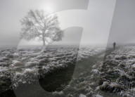 Foggy weather Bushy Park in London, UK.