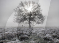 Foggy weather Bushy Park in London, UK.