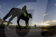 Racehorses exercised on Epsom Downs racecourse in Surrey, UK