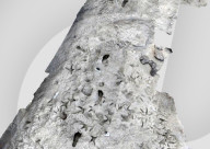 Fossil footprints show two human species lived side by side