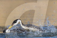 FEATURE - SN_GREBE_FIGHT_02