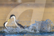 FEATURE - SN_GREBE_FIGHT_03