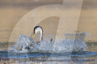 FEATURE - SN_GREBE_FIGHT_04