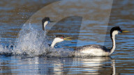 FEATURE - SN_GREBE_FIGHT_06