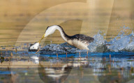 FEATURE - SN_GREBE_FIGHT_07