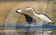 FEATURE - SN_GREBE_FIGHT_08