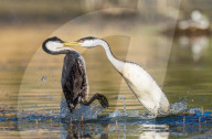 FEATURE - SN_GREBE_FIGHT_09