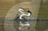 FEATURE - SN_GREBE_FIGHT_10