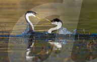 FEATURE - SN_GREBE_FIGHT_11