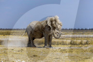 FEATURE - Ein Elefant verschwindet in einer Staubwolke