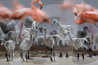 FEATURE - Eine große Schar Flamingos füttert ihre Jungen