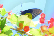 Baramura Butterfly Park