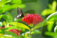 Baramura Butterfly Park
