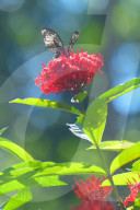 Baramura Butterfly Park