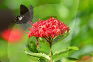 Baramura Butterfly Park