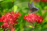 Baramura Butterfly Park