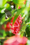 Baramura Butterfly Park