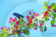 Baramura Butterfly Park