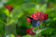 Baramura Butterfly Park