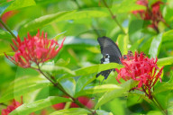 Baramura Butterfly Park