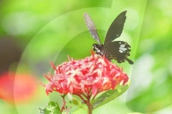 Baramura Butterfly Park
