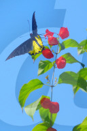 Baramura Butterfly Park