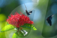 Baramura Butterfly Park