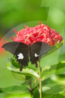 Baramura Butterfly Park