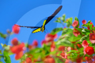 Baramura Butterfly Park