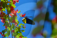Baramura Butterfly Park