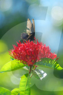 Baramura Butterfly Park