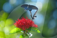 Baramura Butterfly Park