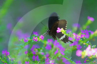 Baramura Butterfly Park