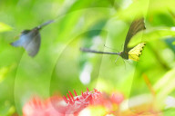 Baramura Butterfly Park