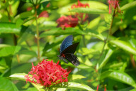Baramura Butterfly Park