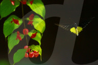 Baramura Butterfly Park