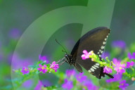 Baramura Butterfly Park