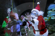 Santa and an Elf go scuba diving at St Louis Aquarium