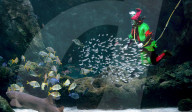 Santa and an Elf go scuba diving at St Louis Aquarium