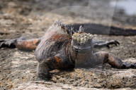 Galapagos animal paradise