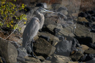 Galapagos animal paradise